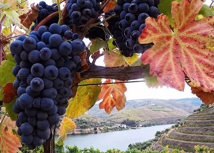 Curral De L Tiu Pino Farma Sendim (Braganca)